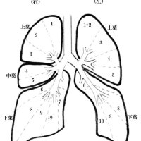 「骨を切らず」が主流　区域切除に有効性も　手術で治療する肺がん　千葉県がんセンター呼吸器外科部長　岩田剛和　【９月はがん征圧月間　ちば　がんにうち克つ】（１３）