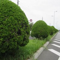 街路樹伐採に住民反発、見直しへ　枝危険性で開始も「唐突だ」　浦安市　分離帯のカイヅカイブキ