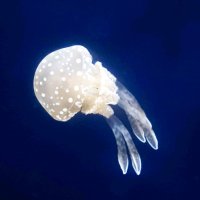 クラゲ？それともタコ？　鴨川シーワールドで展示　ぷかぷかかわいらしく