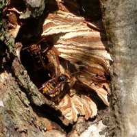 スズメバチ駆除の男性死亡　市の依頼で作業中、耳と背中刺され　館山・茂名川の土手