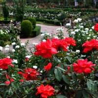 色とりどりの花が咲く園内＝習志野市の谷津バラ園