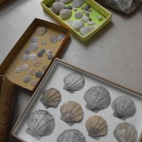 市内で見つかり保存されている貝の化石＝銚子市ジオパーク・芸術センター
