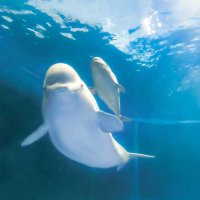 母親の「ミリー」（手前）の上を寄り添うようにして泳ぐ雄のベルーガの赤ちゃん（鴨川シーワールド提供）