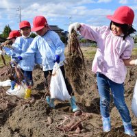 サツマイモ掘れた！　畑再生、園児１００人に笑顔　白子