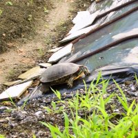 ミシシッピアカミミガメ　在来種駆逐し問題に　成田篤彦　【房総の草木虫魚】（４１０）
