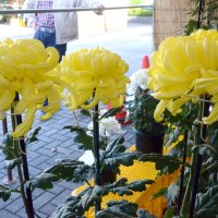菊の花１３０点多彩に　８日まで　山武の愛好家ら展示