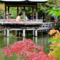 成田山で紅葉まつり　和楽器演奏と競演　２６日まで