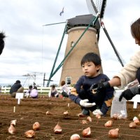 春らんまん夢見て汗　親子でチューリップ球根植え　佐倉ふるさと広場