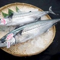 全国に誇る３品新認定　千葉ブランド水産物　県が重点的にＰＲ　養殖カキ　活〆サワラ　イワシ煮