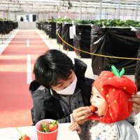 ２０２３～２４年　千葉県内年末年始ガイド・いちご狩り