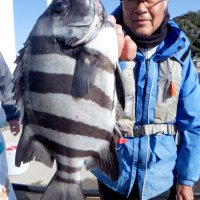 保田沖で釣り上げたイシダイ（写真は「村井丸」提供）