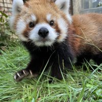 レッサーパンダ「風太」の娘「風美」死ぬ　１６歳５カ月、心不全で　鹿児島に来園し３頭出産