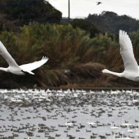 【動画あり】ハクチョウ１５００羽越冬　東庄・八丁堰　飛来のピークは１月下旬