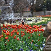 ふなばしアンデルセン公園で見頃を迎えているチューリップ＝１１日、船橋市