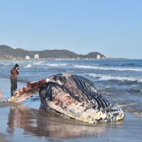 海岸に打ち上がったクジラ＝１７日、南房総市