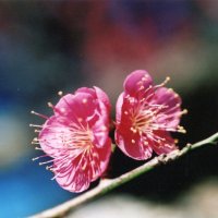 ウメ　梅を干すのは天気予報みて　川名興　【房総の草木虫魚】（４１５）