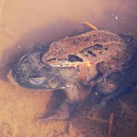 ニホンアカガエルのオス（上）とウシガエル（下）の抱接（オスとメスが体を密接させて、メスの産む卵にオスが直ちに精子をかける行動）。カエルのオスが相手を間違える行動は珍しくない＝２００７年２月２８日、木更津市（筆者撮影）
