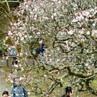 春の訪れ、梅が見頃　成田山公園　来園者、顔ほころばせ