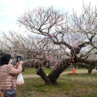 「梅まつり」会場の「坂田城跡」で咲く梅の花＝１７日、横芝光町