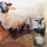 ヒツジ出産期、双子すくすく　富津・マザー牧場で続々誕生