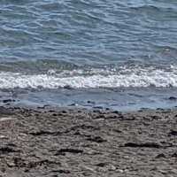 海岸に人の上半身　年齢性別不明の遺体、首から胸下までの部分　白子