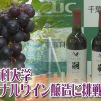千葉商科大キャンパスでブドウ栽培、ワインづくりプロジェクト　５年たち、どうなった？　気になるあの記事を「ツイセキ！！」　千葉日報×Ｊ：ＣＯＭコラボ第６弾
