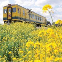 いすみ鉄道、列車も沿線も春色