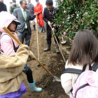 里山の再生を願いツバキの苗木植樹　香取のＮＰＯ団体