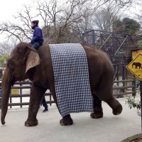 「ゾウに注意」の標識の後ろを通るゾウ
