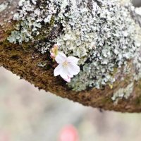 城山公園で開花した桜＝２８日、館山市
