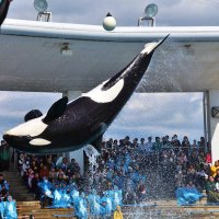 シャチの公演休止　鴨川シーワールド「動物の事情」