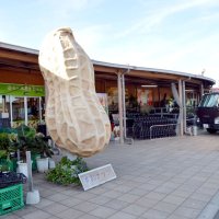新タマネギにサツマイモも…　５００円で！農産物を詰め放題　木更津の道の駅、あす２日から