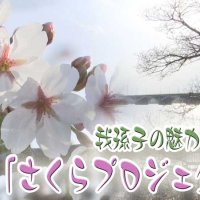 桜並木で手賀沼の魅力アップ　植樹した遊歩道、今の姿は　気になるあの記事を「ツイセキ！！」　千葉日報×Ｊ：ＣＯＭコラボ第７弾