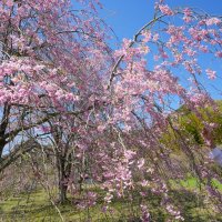 春の景色に癒やされて　斎藤さん自宅庭公開　大多喜　３０日まで