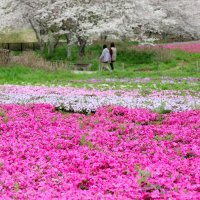 シバザクラ１０万株　桜と共演　千葉市若葉区　富田さとにわ耕園