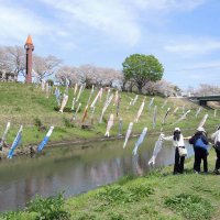 利根運河にこいのぼり１００匹　桜並木背に悠々泳ぐ　流山、市民ら揚げる　理科大生も一肌