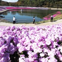 東京ドイツ村に多彩な春色　シバザクラやデージー咲き競う　袖ケ浦