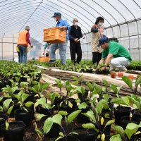多古高生が育てた苗いかが　２３日まで　野菜や花２５品種