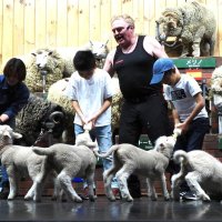 子どもたちが持つミルクボトルに夢中になって吸い付く赤ちゃんヒツジ＝２０日、富津市
