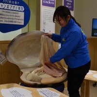 掘って！学んで！　三番瀬に潮干狩りシーズン　船橋　環境学習館ではアサリ特集展