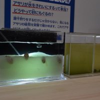 砂に潜ったアサリや水を浄化する様子が観察できる水槽
