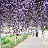 紫色のシャワー　水郷彩る藤の花　香取・あやめパーク