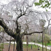 「親子しだれ桜」が見頃　花びら鈴なりに咲き誇る　四街道・福星寺　見物客でにぎわい