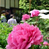 ２００種の大輪見頃　茂原牡丹園　かやぶき屋根背景に魅了　朝と夕方の鑑賞がお薦め
