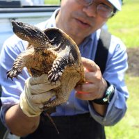 カミツキガメ根絶へ捕獲事業スタート　印旛沼流域　特定外来生物、かまれると大けがも