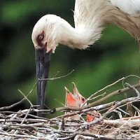 コウノトリ　ひな２羽元気！！　野田で野外繁殖