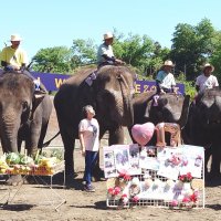 史上最年長！ゆめ花１７歳　市原ぞうの国で誕生日会　ＧＷ後半初日、大勢の来園者お祝い