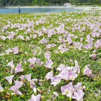 ハマヒルガオの群生地＝５日、勝浦市の興津海岸
