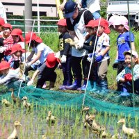 【子ども新聞　週刊ちばにち家】　元気にお米守ってね　園児らアイガモ放つ　長生の水田　（２０２４年５月１６日号）