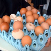 重量や色などが規格に合わなかった卵